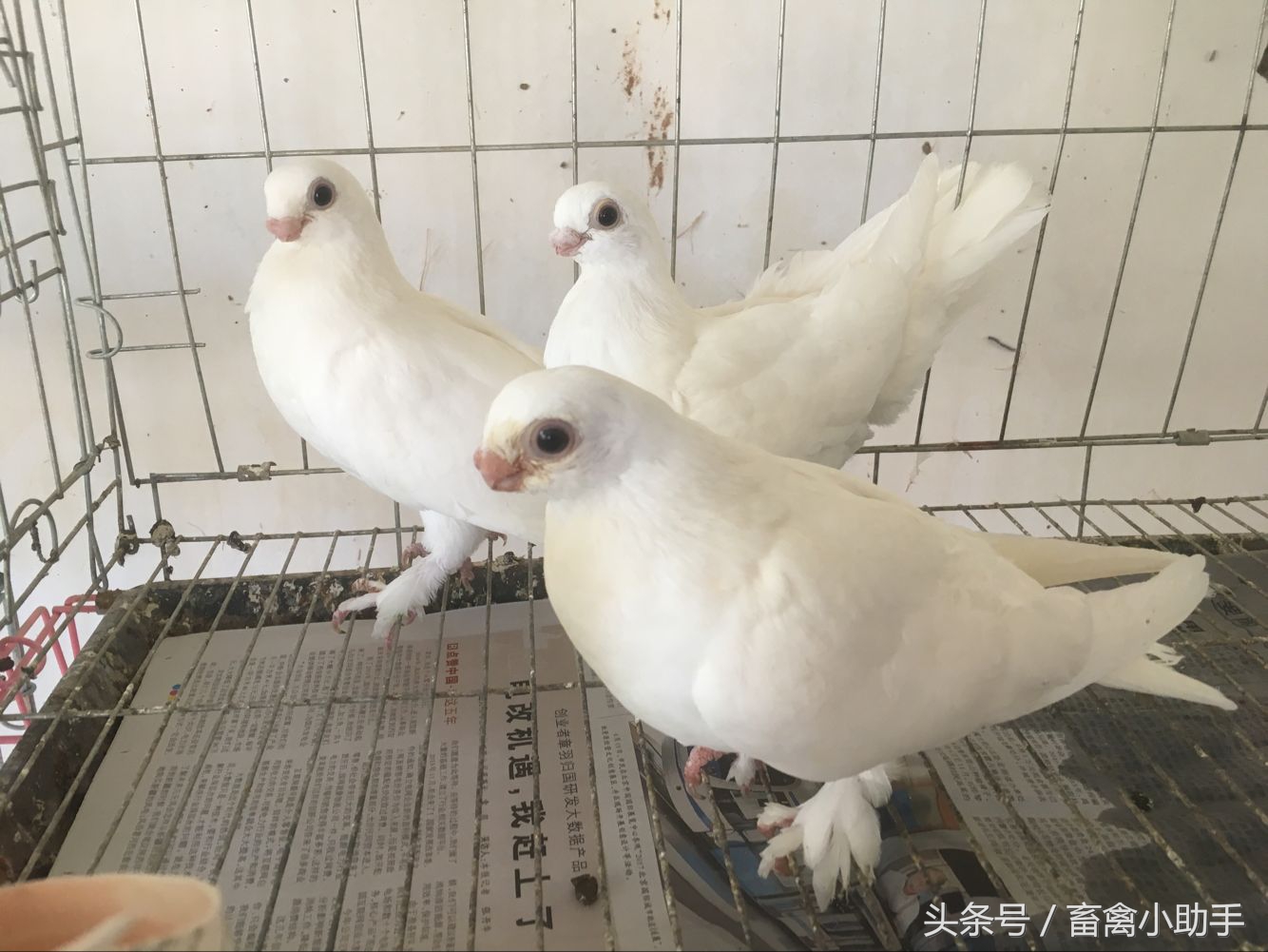 怎样提高鸽子归巢率,如何提高鸽子产蛋率