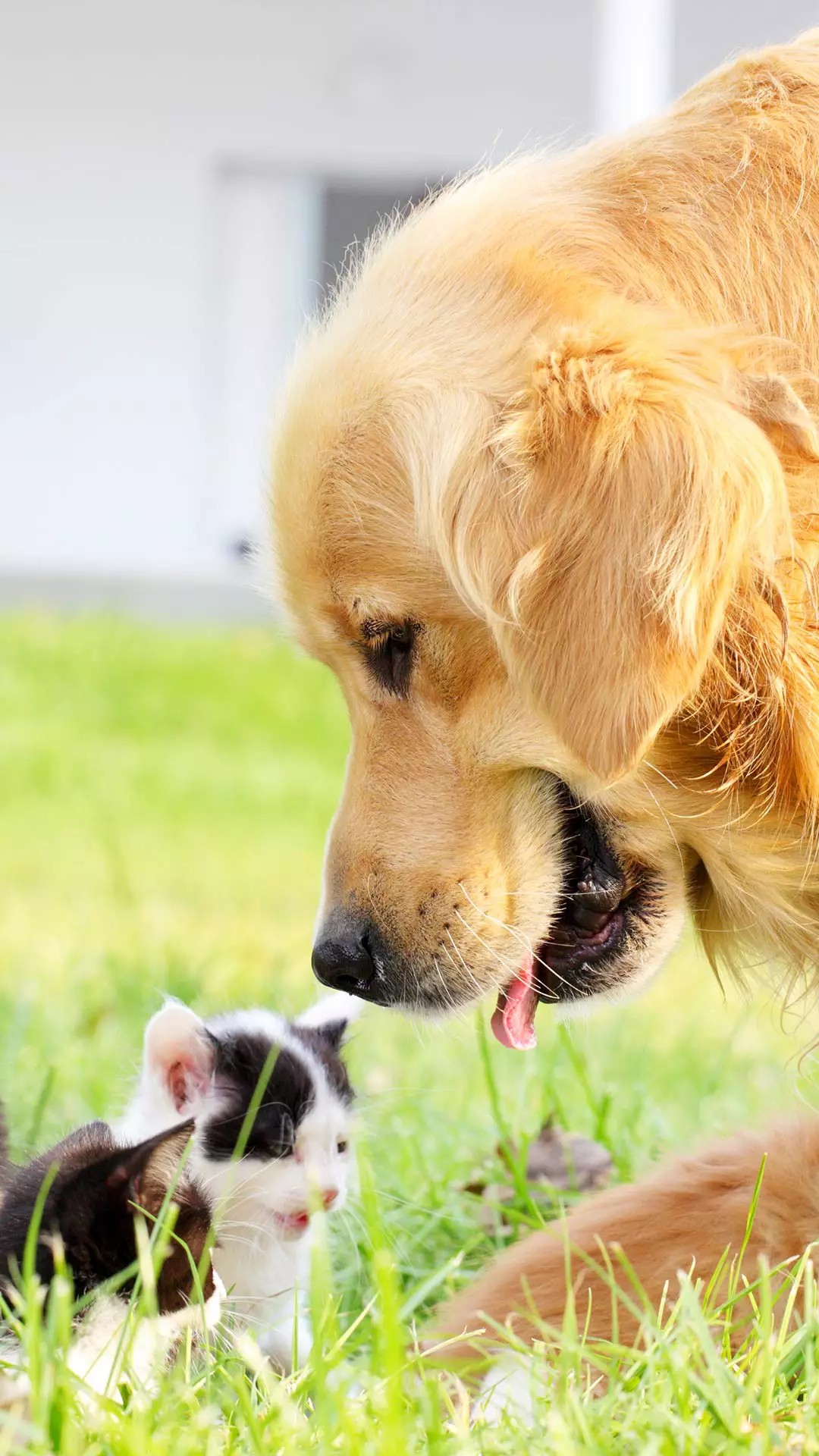 毕淑敏散文经典语录,张爱玲100句经典语录书籍