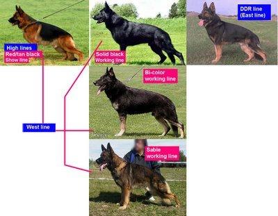 德牧血统信息查询,德牧血统一览表