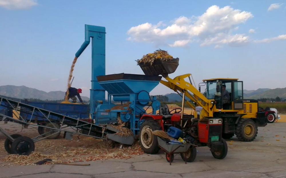 玉米收获后卖什么最好卖,玉米卖湿棒合算还是卖干籽合算