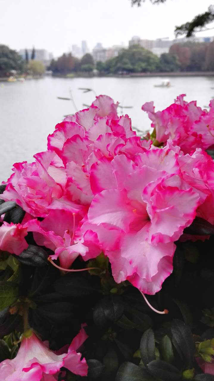 微信封号了怎么快速解封,微信举报怎么百分百封号