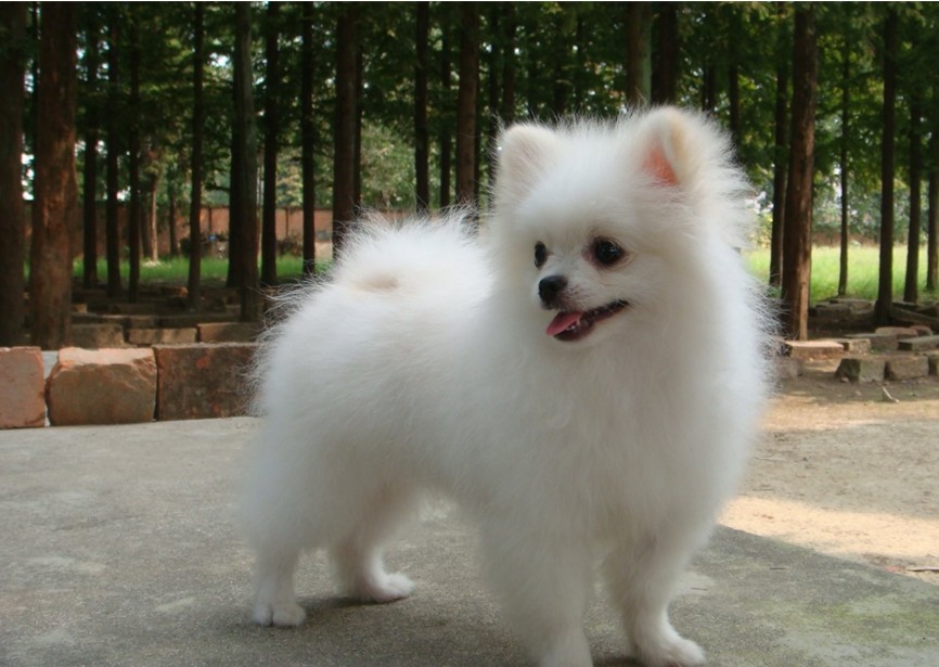 博美便秘吃红薯,博美便秘