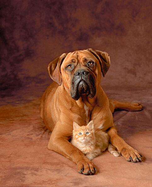 世界名犬视频,世界名犬斗牛