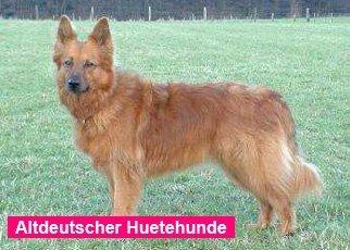 德牧血统信息查询,德牧血统一览表