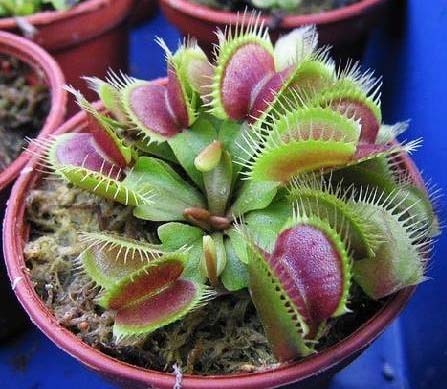 夏日防蚊虫植物,夏天快来了防蚊通风