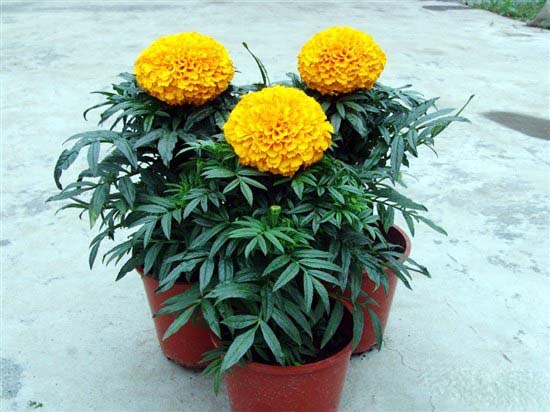 夏日防蚊虫植物,夏天快来了防蚊通风