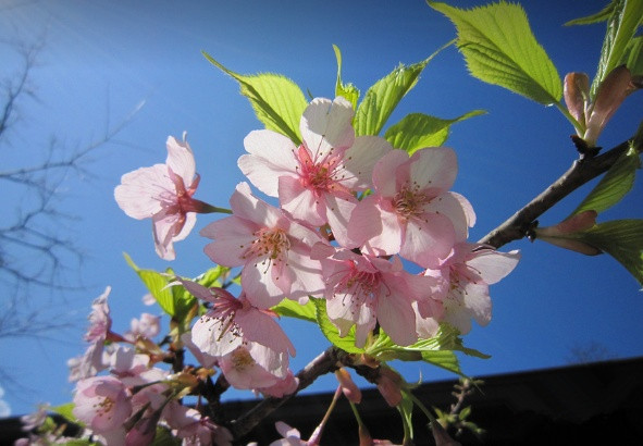旅游景点樱花谷攻略,赏樱攻略和景点推荐