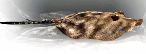 原生魟鱼,魟鱼原生态生活