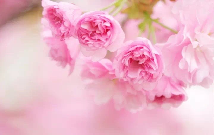 十里春风赏花季，你的朋友圈配词准备好了吗？