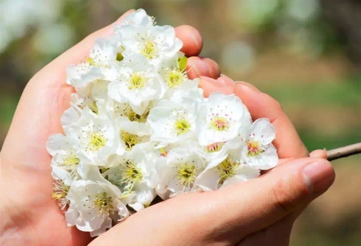 十里春风赏花季，你的朋友圈配词准备好了吗？