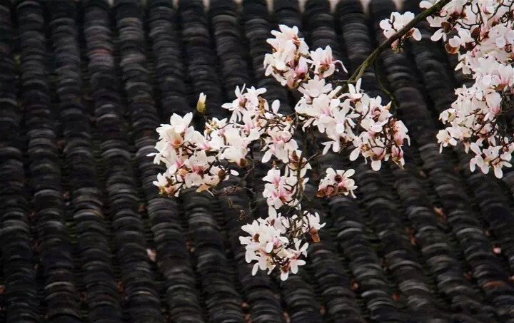 十里春风赏花季，你的朋友圈配词准备好了吗？