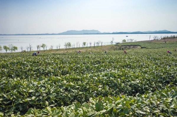 太湖舒畅之旅：乐享田园生活