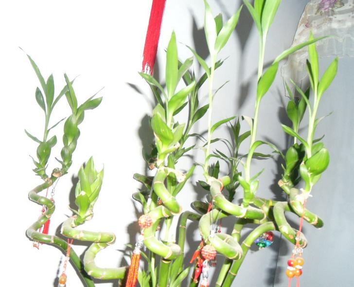 转运竹的养法与关注事项,转运竹怎么养殖视频