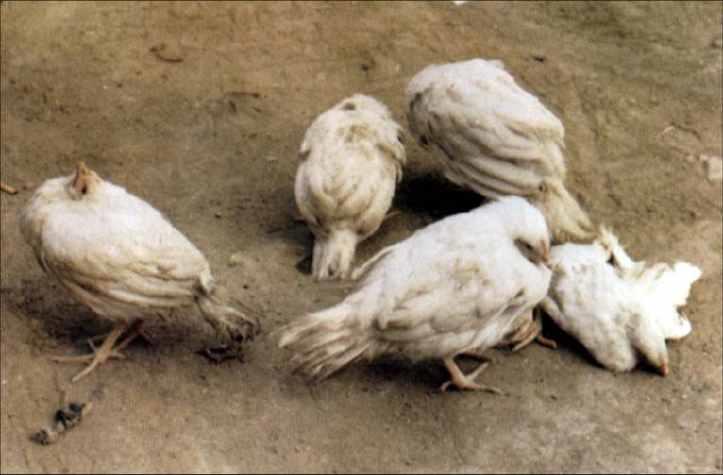 禽病防治方法,秋季鸽病怎么治疗