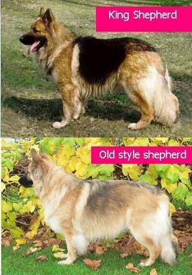 德牧血统信息查询,德牧血统一览表