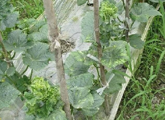 黄瓜得了病毒病用药灌根能行吗,黄瓜得病毒病怎么治