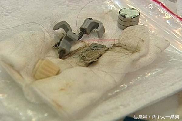 两个月的小法斗给他吃什么,两个月小法斗吃多少