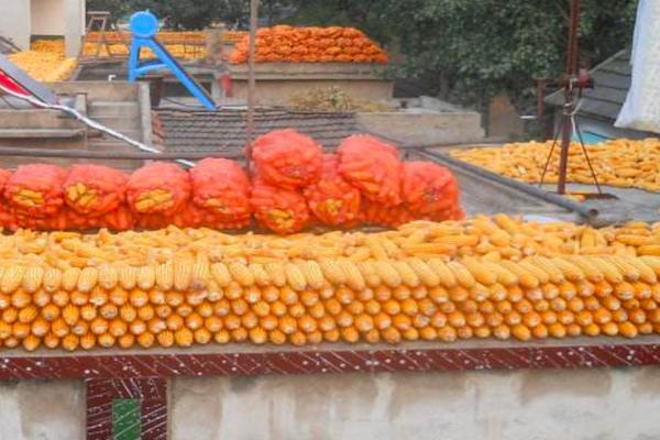 农村的玉米被雨水淋了,玉米被雨水淋了有影响吗