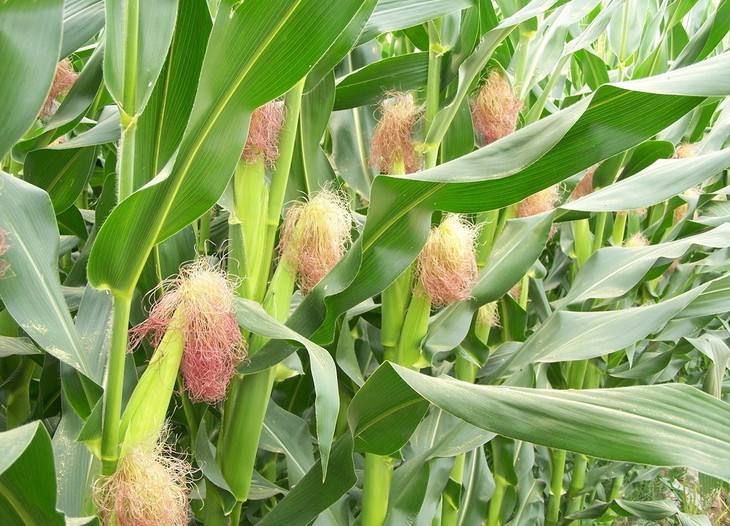 玉米水分怎么算均价,玉米水分分析标准