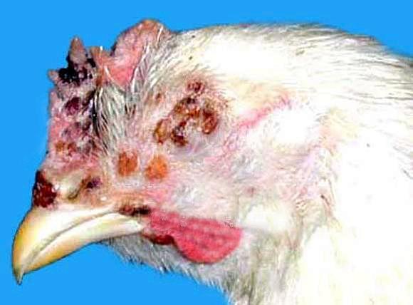 禽病防治方法,秋季鸽病怎么治疗