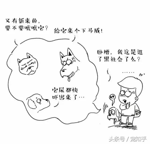 为什么狗总是害怕去宠物店,狗为什么总是害怕进宠物店