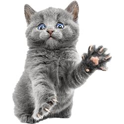 怎么教猫定点大小便,猫舍如何解决猫的排便问题