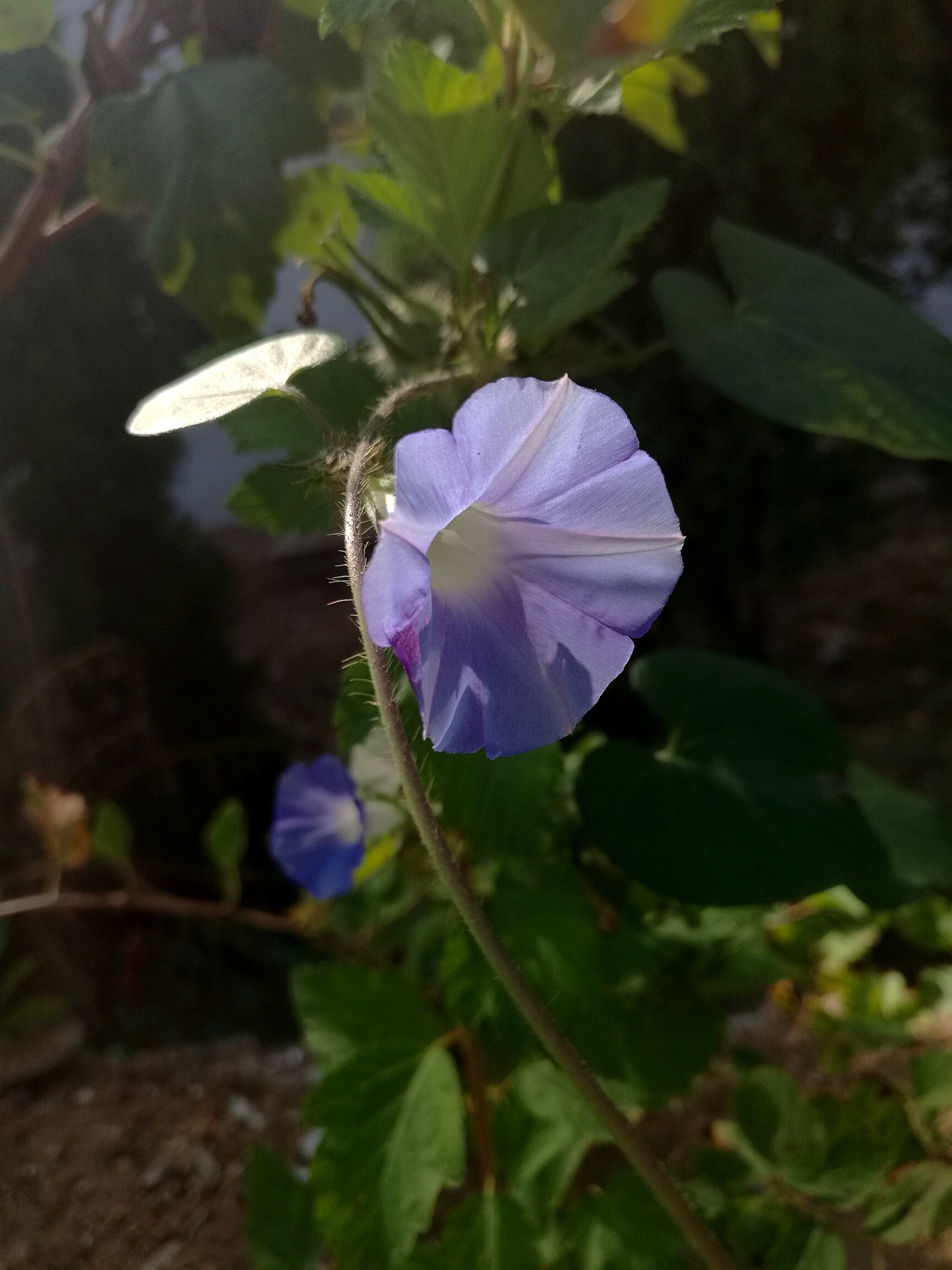 牵牛花有什么神奇之处,随处可见的牵牛花