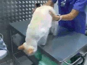 猫咪的尾巴根部为什么特别敏感,猫咪后背的毛能推吗