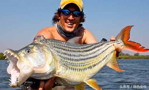 世界最致命的鱼,世界上最危险的鱼