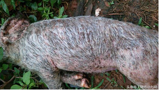 仔猪站立不稳动荡转圈圈是什么病,保育猪常见病快速诊疗图谱