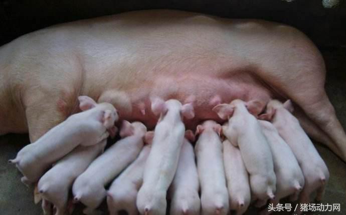 仔猪站立不稳动荡转圈圈是什么病,保育猪常见病快速诊疗图谱