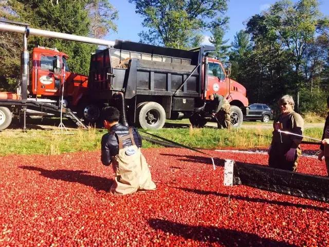 蔓越莓背后的神秘传说，她是个有故事的水果