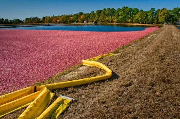 蔓越莓背后的神秘传说，她是个有故事的水果