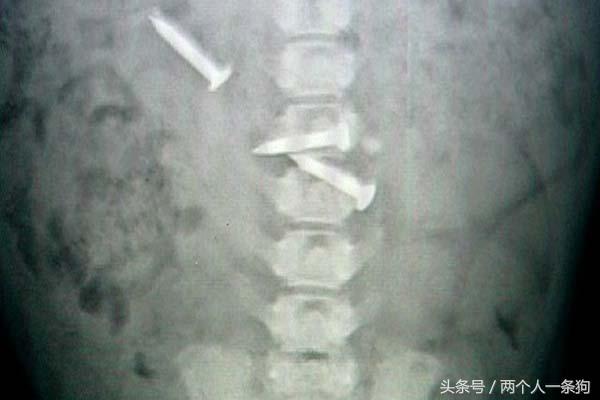 两个月的小法斗给他吃什么,两个月小法斗吃多少