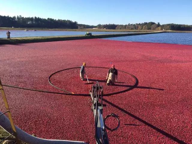 蔓越莓背后的神秘传说，她是个有故事的水果