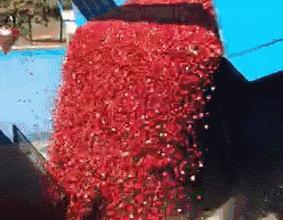 蔓越莓背后的神秘传说，她是个有故事的水果