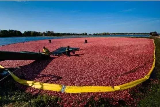 蔓越莓背后的神秘传说，她是个有故事的水果