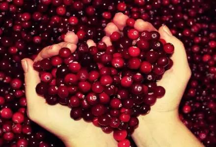 蔓越莓背后的神秘传说，她是个有故事的水果