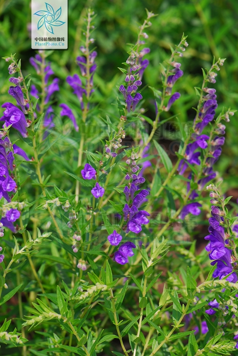 郝万山治疗慢性病,郝万山一个方子治一百种病