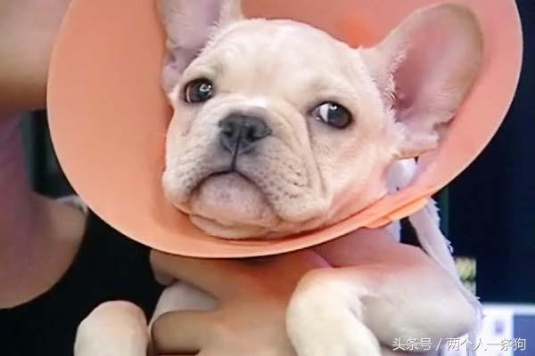 两个月的小法斗给他吃什么,两个月小法斗吃多少