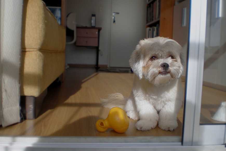 狗尿结石尿血怎么办,狗狗尿血的治疗方法