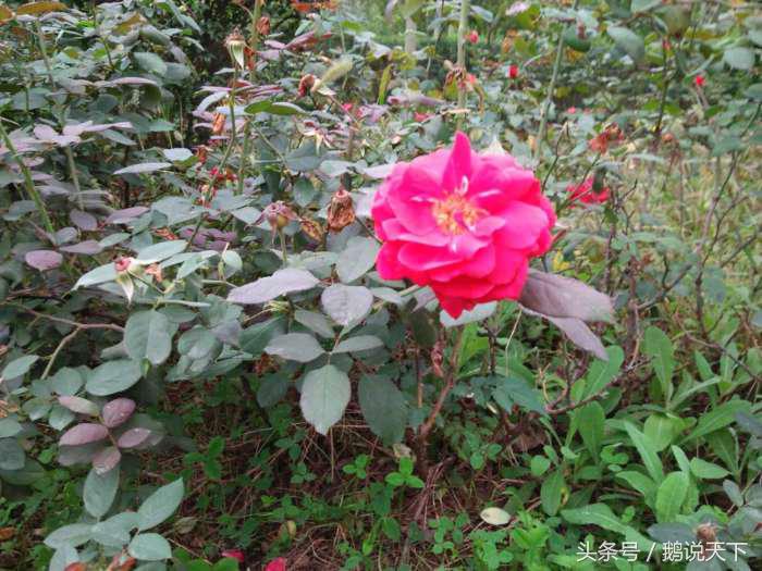 如何对付强迫症的思维,强迫症怎么做到顺其自然呢