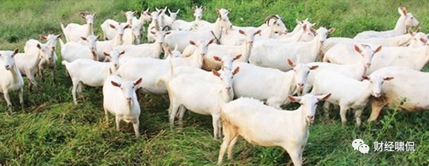 何必迷信进口？坚持使用陕西羊奶源美羚、和氏、智冠依然大卖