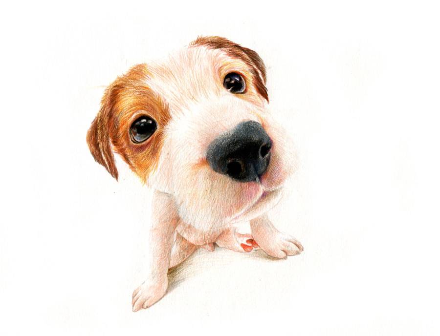 狗狗的布鲁氏菌病