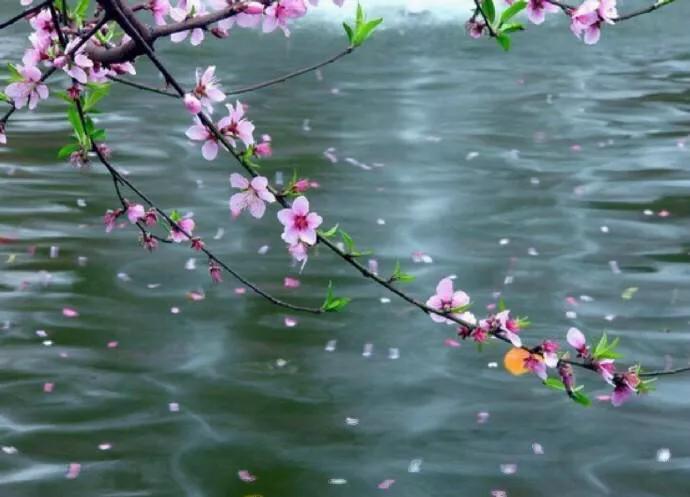 一茶一壶怎么换茶,一壶侍一茶是什么意思