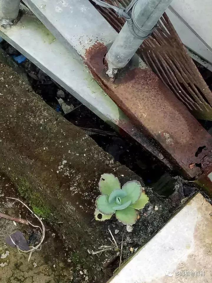 不死鸟的正确养法,如何养不死鸟