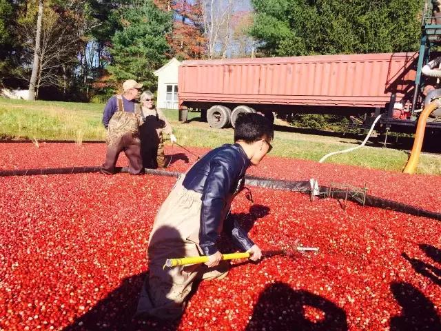 蔓越莓背后的神秘传说，她是个有故事的水果