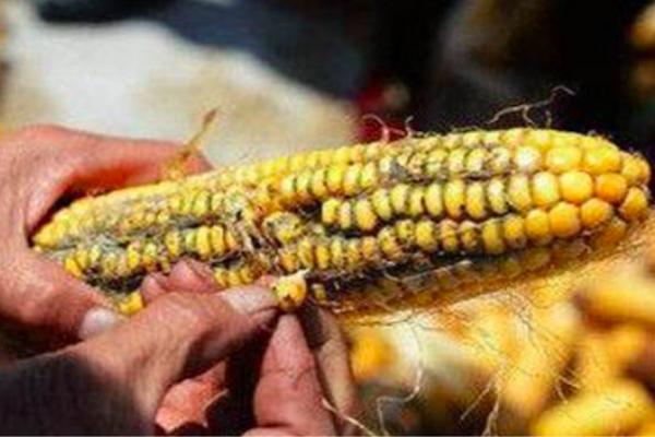 农村的玉米被雨水淋了,玉米被雨水淋了有影响吗