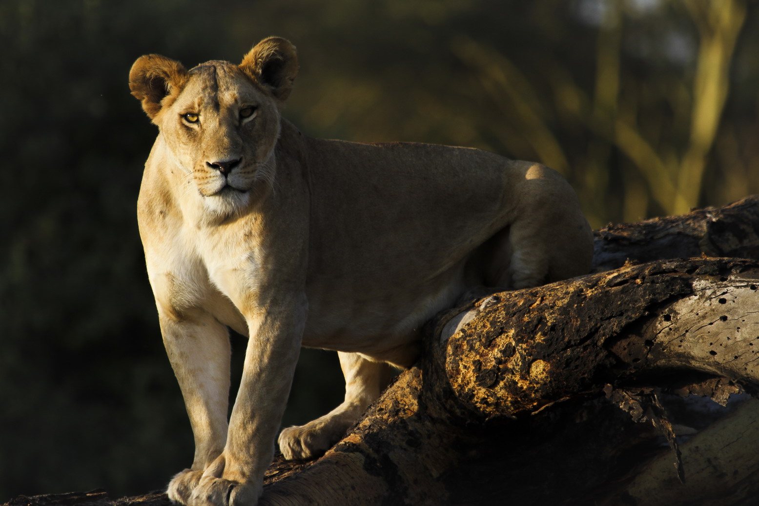 东非野生动物大迁徙纪录片视频,东非动物大迁徙纪录片摄影师