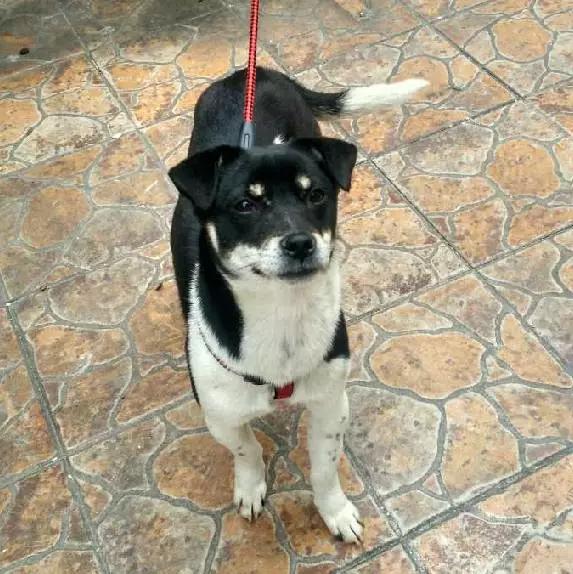 上海市领养流浪动物的地方在哪里,上海市领养小猫的地方